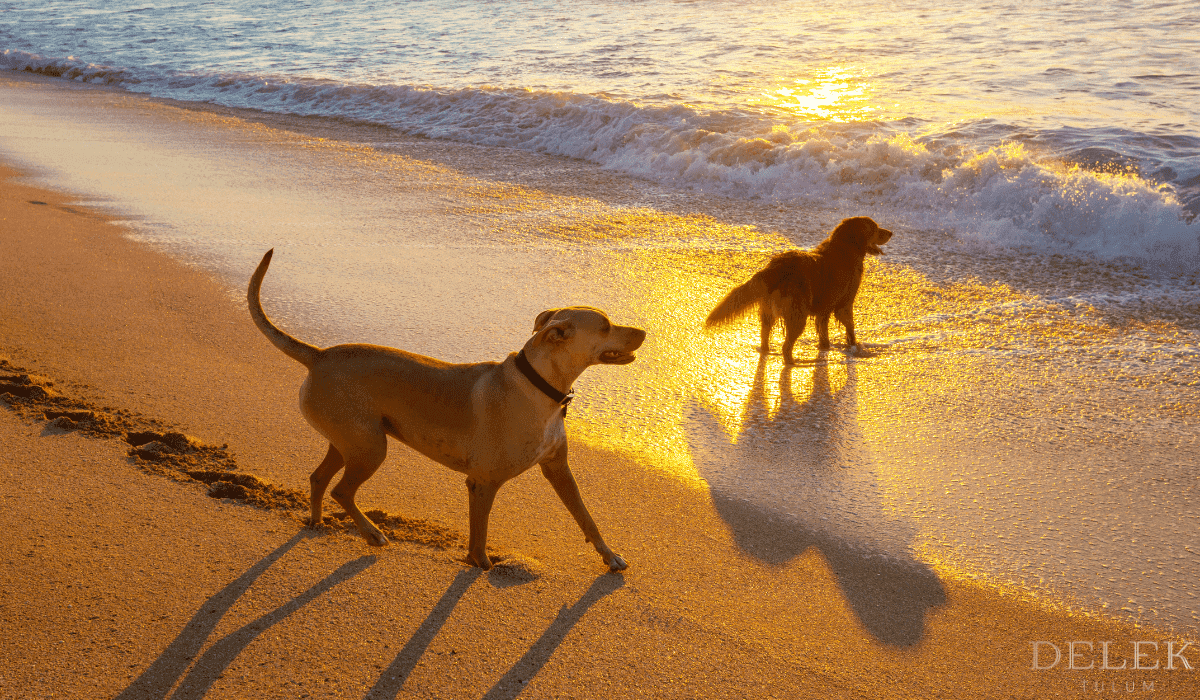 Patitas en el paraíso: Vacaciones pet-friendly en Tulum